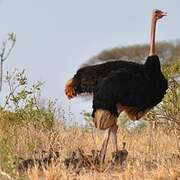 Common Ostrich