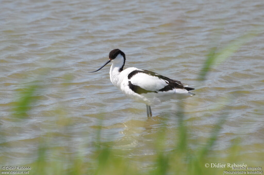 Pied Avocet