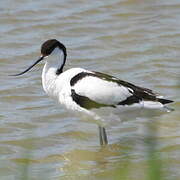 Avocette élégante