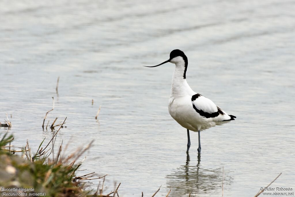 Avocette élégante