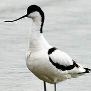 Avocette élégante