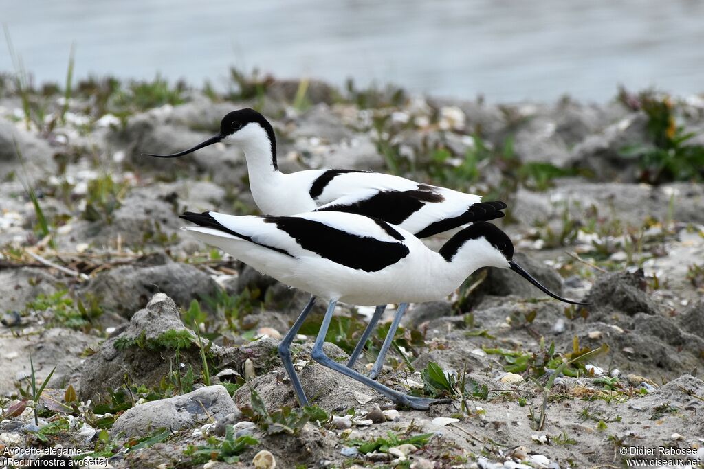 Avocette éléganteadulte nuptial