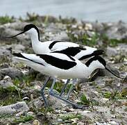 Pied Avocet