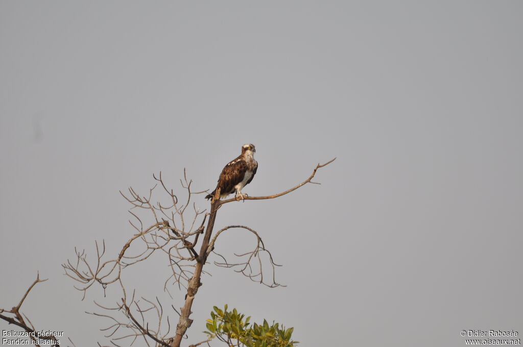 Western Osprey