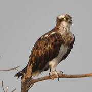 Western Osprey