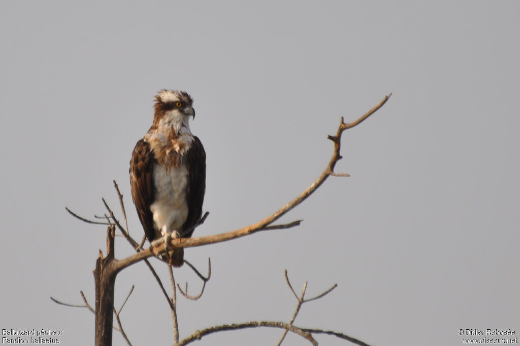 Western Osprey