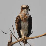 Western Osprey