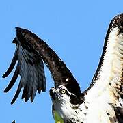 Western Osprey