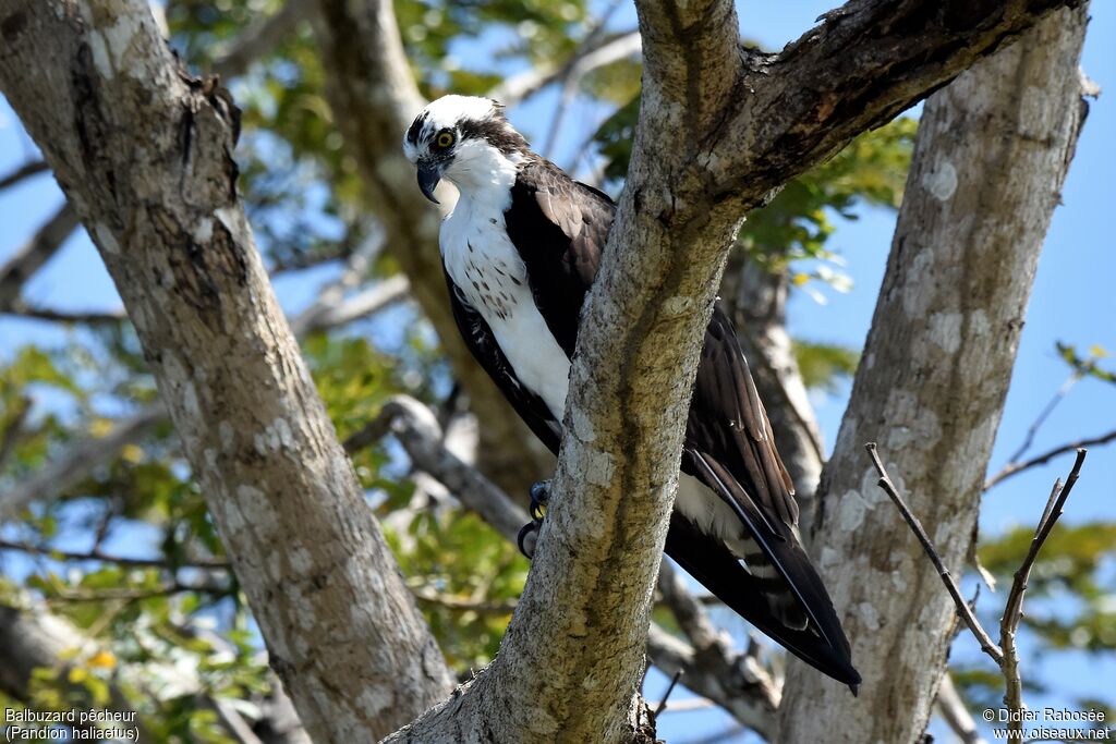 Western Osprey