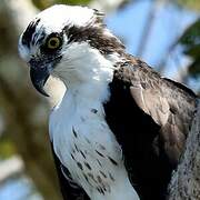 Western Osprey