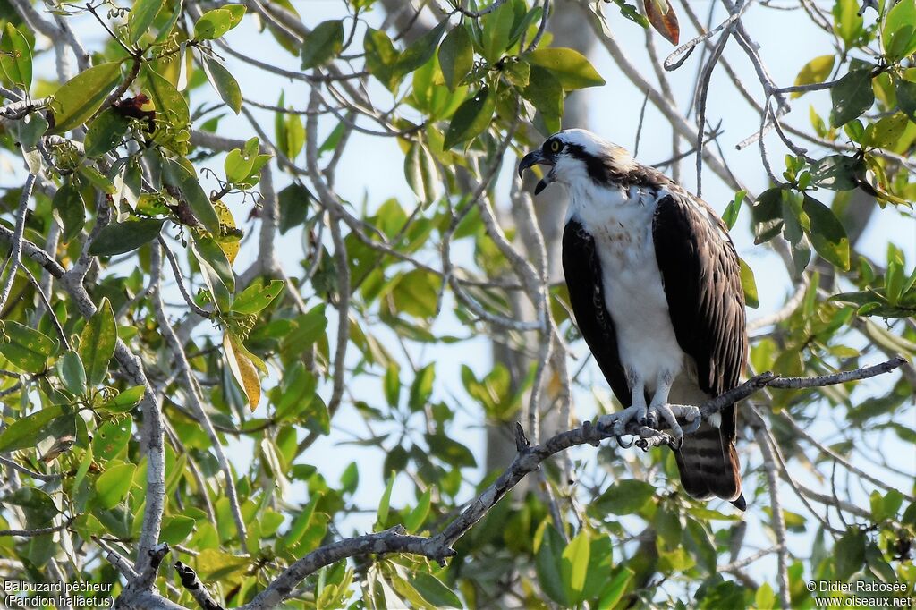 Western Osprey