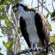 Western Osprey