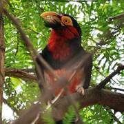 Bearded Barbet