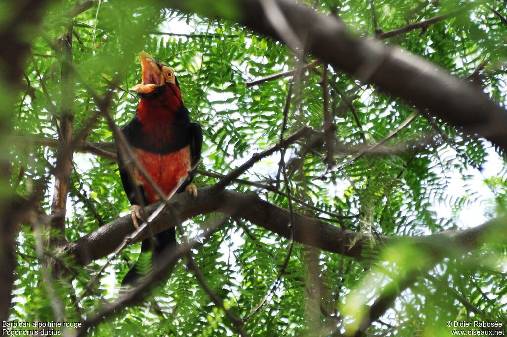 Bearded Barbet