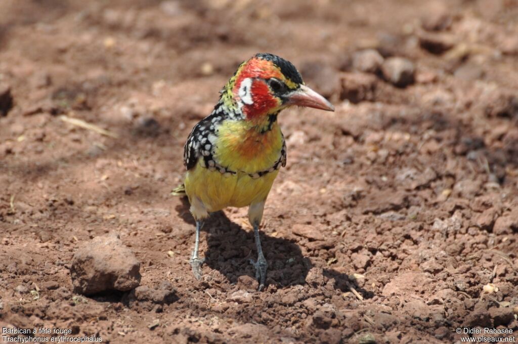 Red-and-yellow Barbet