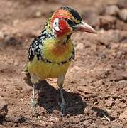 Red-and-yellow Barbet