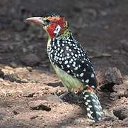 Red-and-yellow Barbet