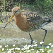 Black-tailed Godwit