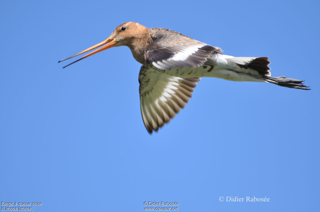 Black-tailed Godwit