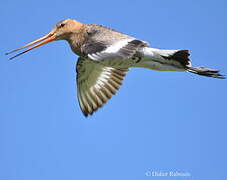 Black-tailed Godwit