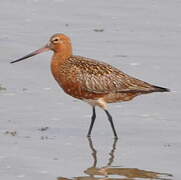 Bar-tailed Godwit