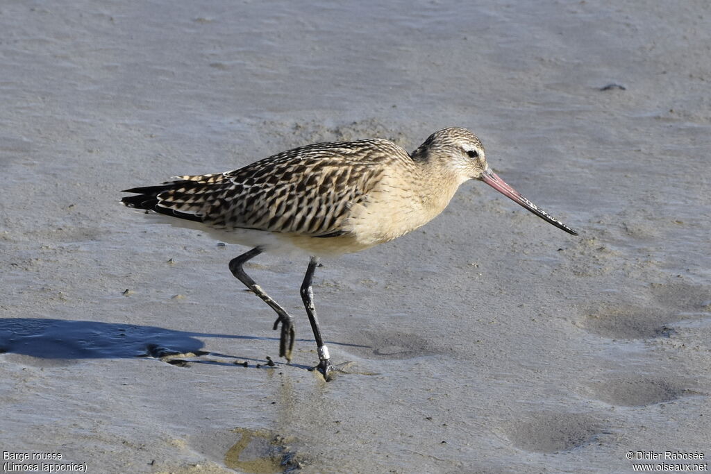 Bar-tailed Godwitadult post breeding