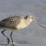 Bar-tailed Godwit