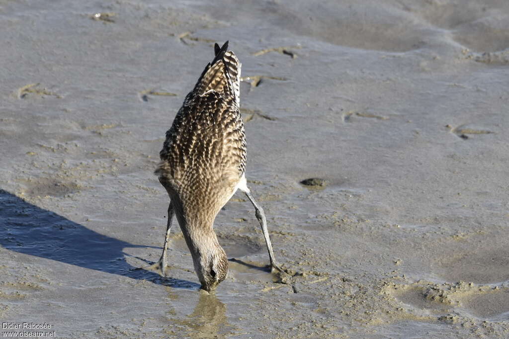 Bar-tailed Godwit, fishing/hunting