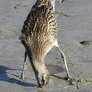 Bar-tailed Godwit