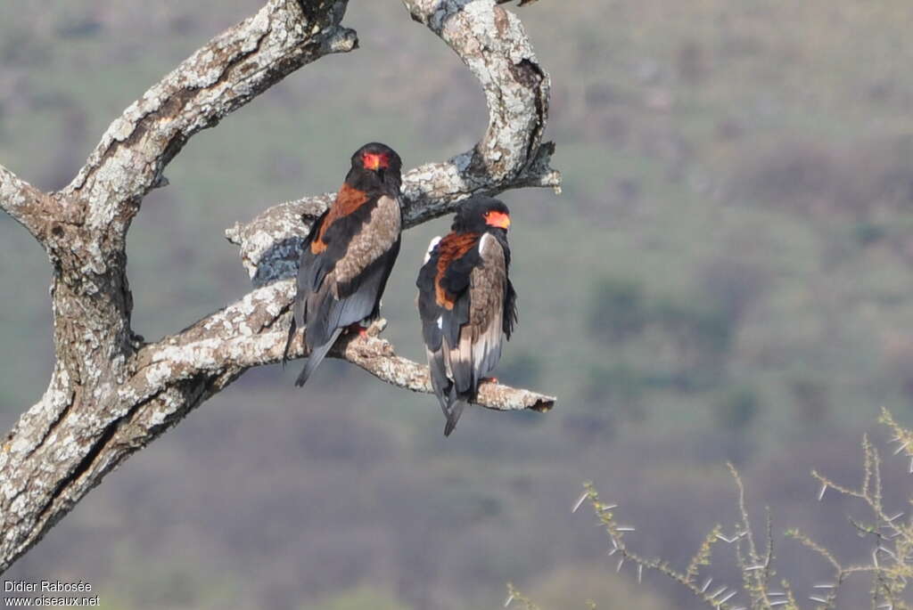 Bateleuradult breeding