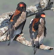 Bateleur des savanes