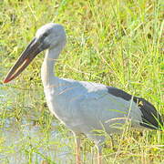 Asian Openbill