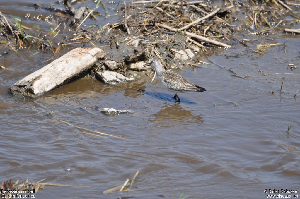 Curlew Sandpiper