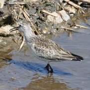 Curlew Sandpiper