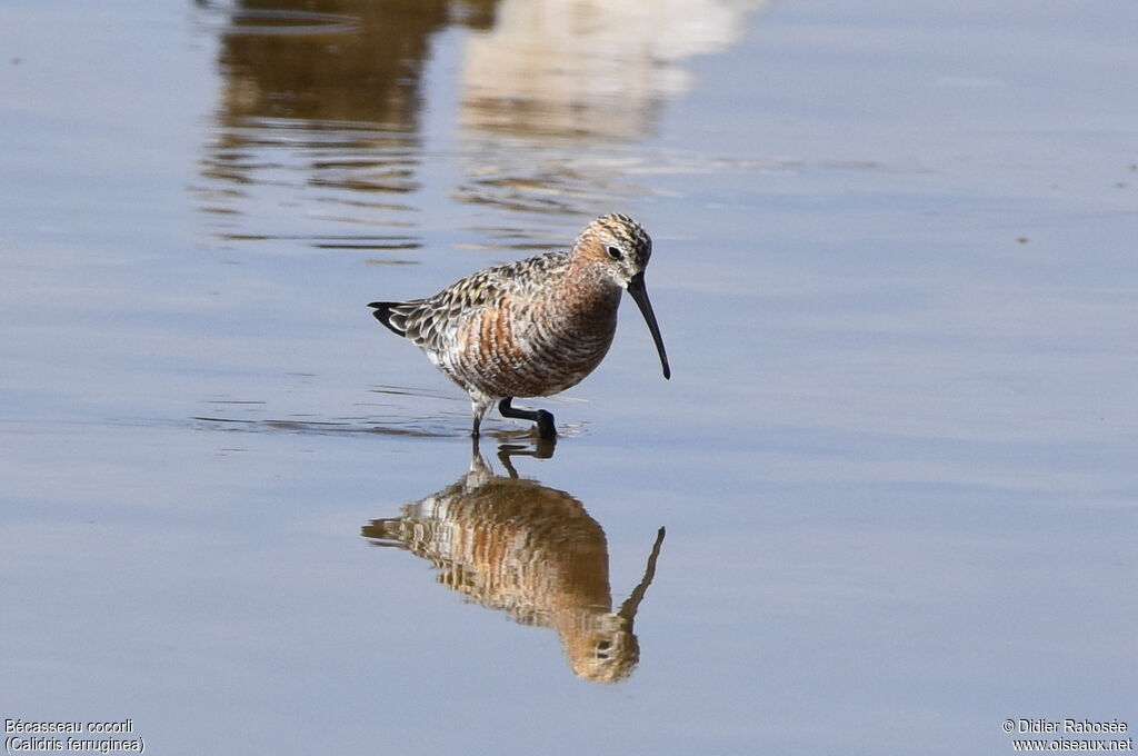 Curlew Sandpiperadult transition