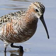 Curlew Sandpiper