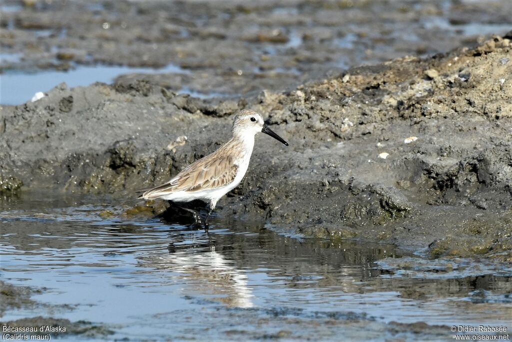 Western Sandpiperadult post breeding