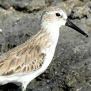 Western Sandpiper