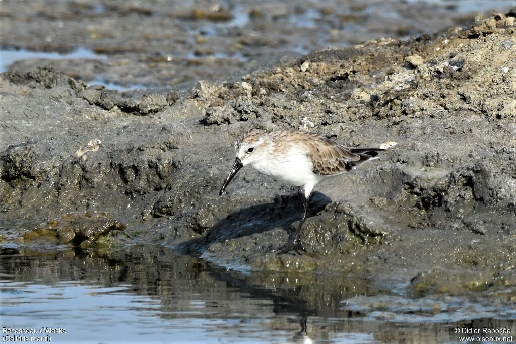 Western Sandpiperadult post breeding