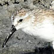 Western Sandpiper