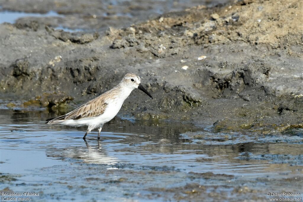 Western Sandpiperadult post breeding