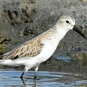 Western Sandpiper