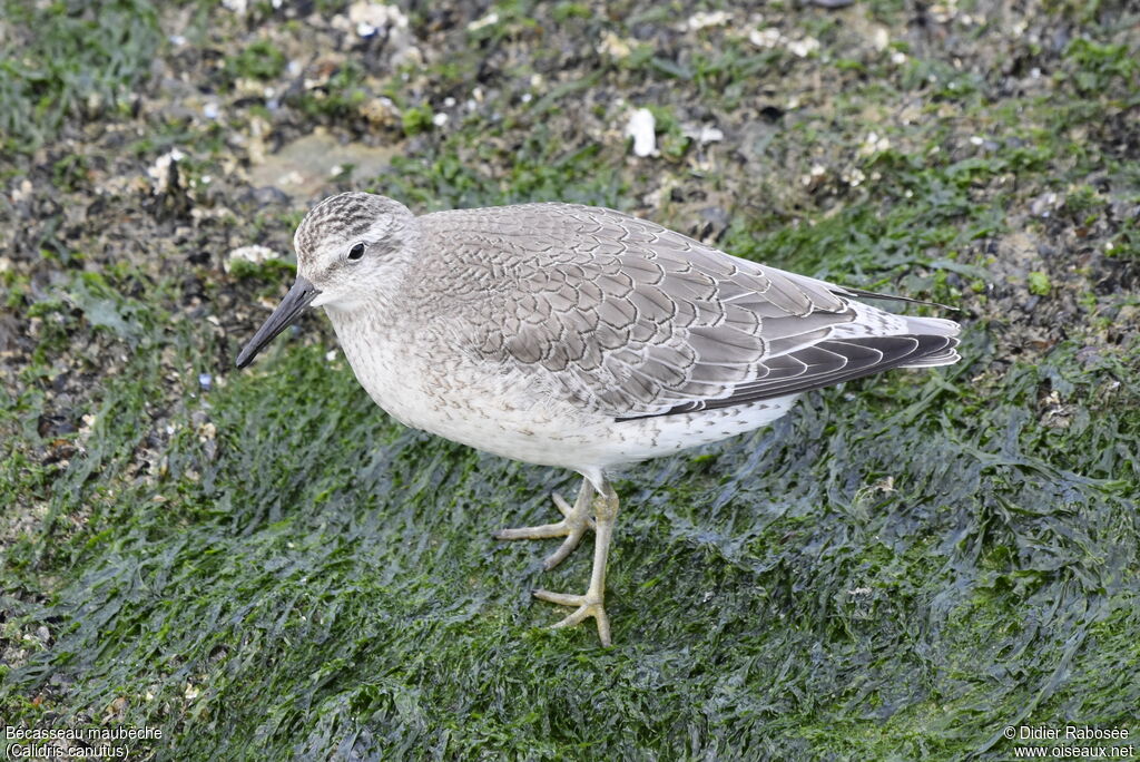 Red Knotadult post breeding