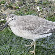 Red Knot