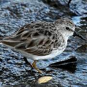 Least Sandpiper