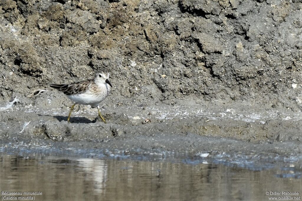 Least Sandpiperadult post breeding