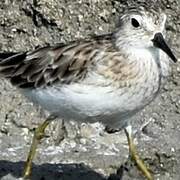 Least Sandpiper