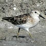 Least Sandpiper