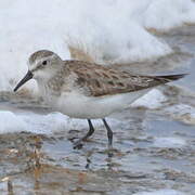 Little Stint