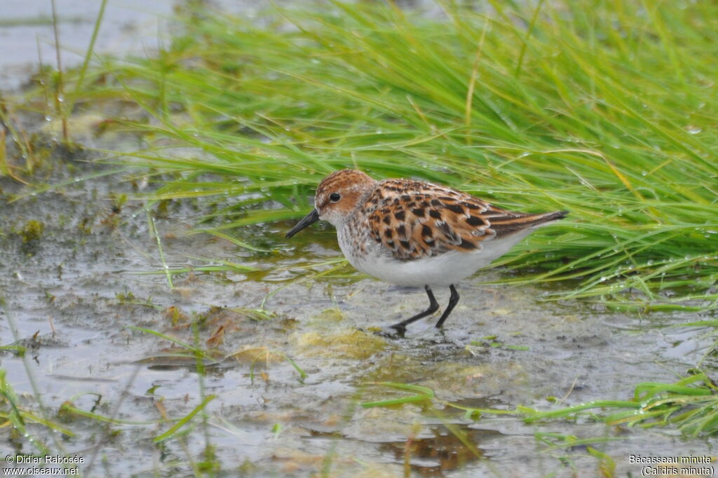 Little Stint